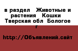  в раздел : Животные и растения » Кошки . Тверская обл.,Бологое г.